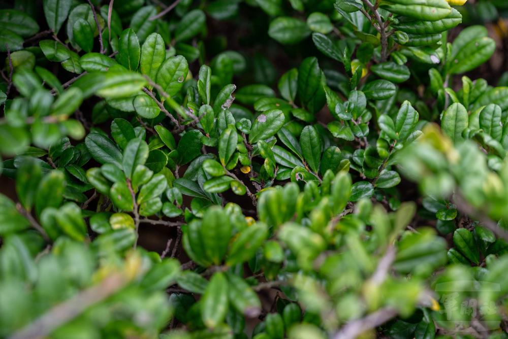 濱柃木，被密毛、革質葉面，具抗旱、抗曬、抗寒的能力。（軍聞社記者尤昱翔攝）