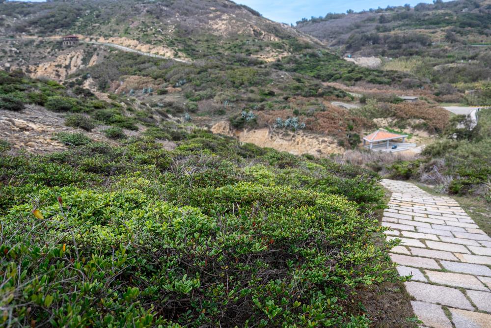 濱柃木為耐風、耐鹽、耐貧瘠土壤的海濱植物，遍佈峭壁。（軍聞社記者尤昱翔攝）