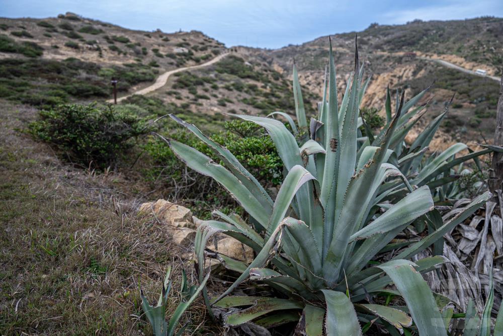 離島植物扎根戰地　靜默守望國土前線
