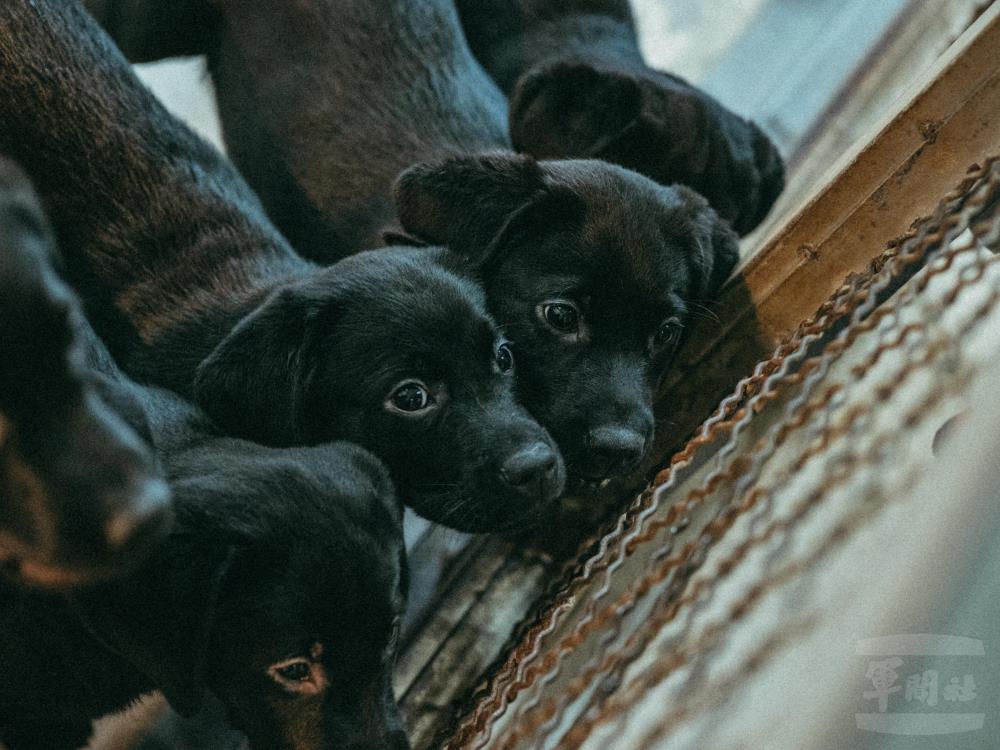 軍聞社在軍犬議題上，涵蓋幼犬到退役軍犬，歡迎國人到Youtube頻道收視觀賞。（軍聞社記者陳軍均攝）