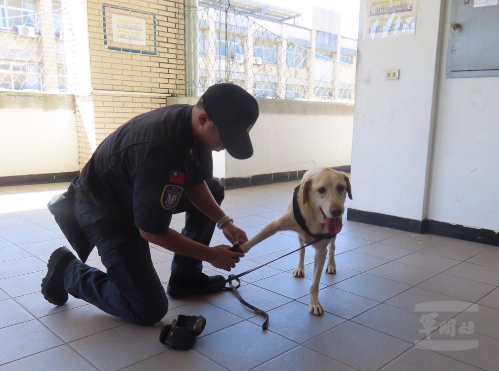 領犬員為緝毒犬穿戴防護腳套。（陸軍裝甲兵訓練指揮部提供）