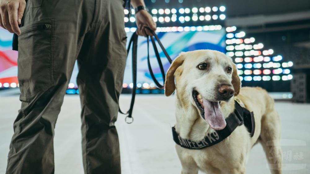 國防部憲兵指揮部軍犬分隊偵爆犬。（軍聞社記者陳軍均攝）