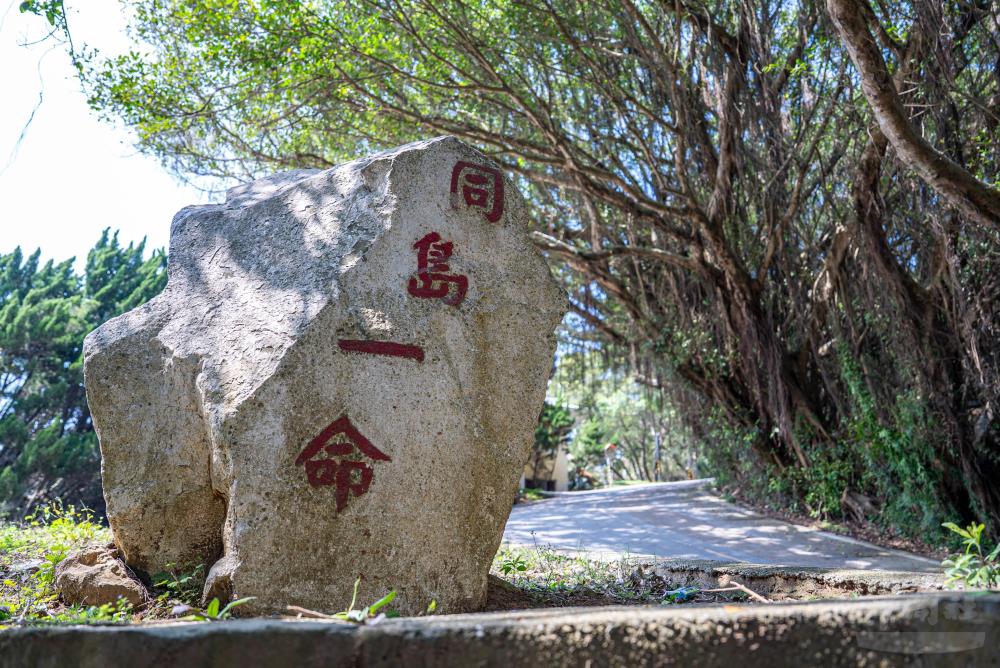 莒光幹訓班於有容路植下榕樹，成今日榕蔭隧道。（軍聞社記者尤昱翔攝）