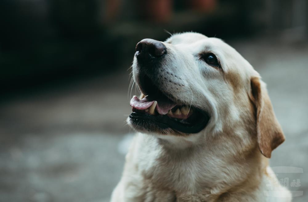 國防部重視退役軍犬的生活照護。（軍聞社記者陳軍均攝）