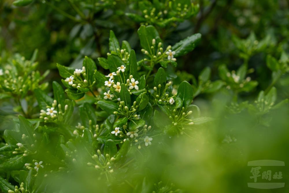 海桐為革質葉面，抗旱、抗曬、抗寒，黃白花瓣5片，具芳香。（軍聞社記者尤昱翔攝）