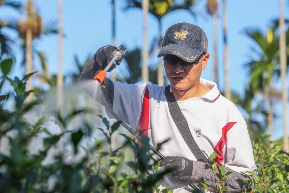 沈準南以自製酵素噴灑茶樹。（軍聞社記者莊家宏攝）