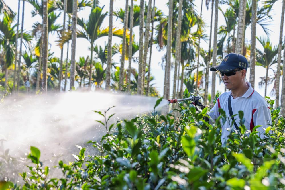 沈準南以自製酵素噴灑茶樹。（軍聞社記者莊家宏攝）