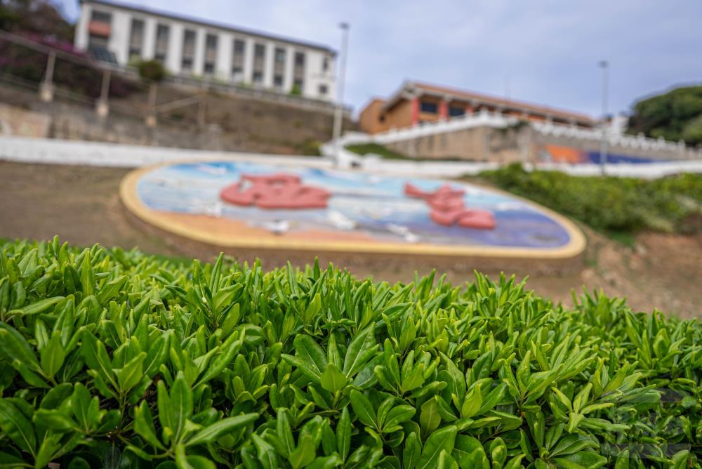 位於青帆港臨海面風的坡上，遍佈海桐。（軍聞社記者尤昱翔攝）